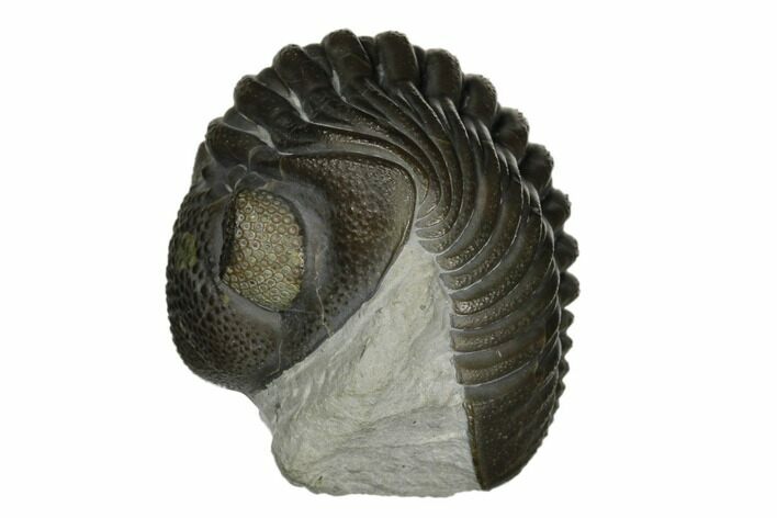 Curled Eldredgeops Trilobite - Sylvania, Ohio #175639